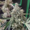 Profilbild von Crusher420