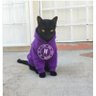 Фото профиля zoi NikolaZ zoi Mejikano 🇲🇽 y Jatito negro 🐈⬛