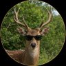 Фото профиля Deer 🦌