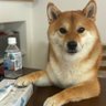おーがーち's profile picture