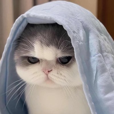 餅's profile picture