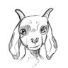 mong 🐐 COMMS OPEN :3 profil fotoğrafı