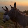 Donkey the Dev 🦇🔊 的头像