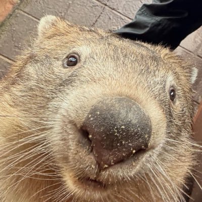 wombot 👀's profile picture