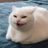 Profilbild von Roti Bun
