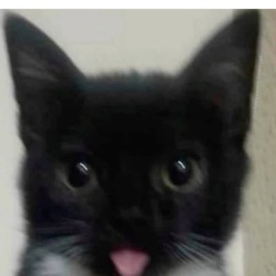 catboy🐾's profile picture