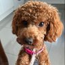 Luna the unemployed Cavapoo profil fotoğrafı