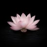 Lotus profil fotoğrafı