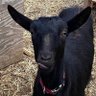 goat profil fotoğrafı