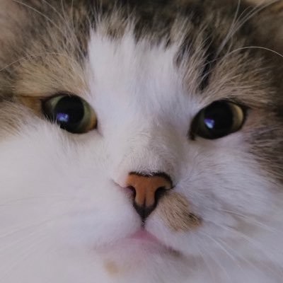 왕쿠니 (6학년)'s profile picture