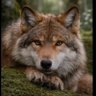 LonelyWolf profil fotoğrafı