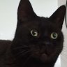 🐈⬛ profil fotoğrafı