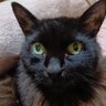 しいたけ profil fotoğrafı
