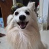 Фото профиля เฟินชอบซามอย🐶