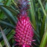 Profilbild von Ananas_roze_boje