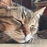 Фото профиля あんちょび