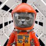 ボーマン猫��'s profile picture