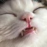 I lied my name isn't actually a KINE profil fotoğrafı