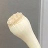 Realspringonion73276 profil fotoğrafı