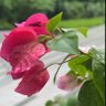 أ. منى profil fotoğrafı