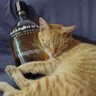 HiroCat69 的头像