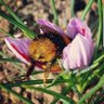 bee 🐝's profile picture