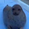 Mr Fat's profile picture