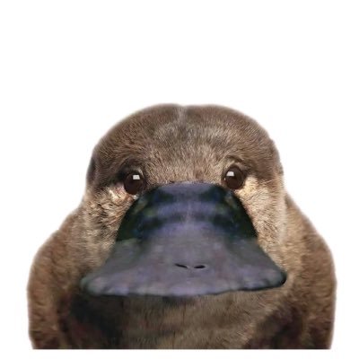 Zizipaim's profile picture