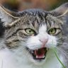 Gato Bravo profil fotoğrafı