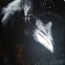 Three Eyed Crow ็ๅคดๅ