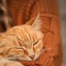 🐈ᶨچ𓂆🇸🇦's profile picture
