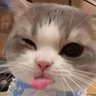 Cheesecake fart profil fotoğrafı