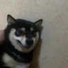 Jun Lu profil fotoğrafı