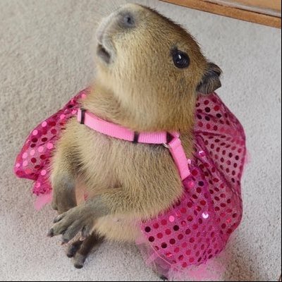 вιg мσмму's profile picture