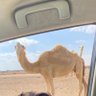 Profilbild von ارفلون