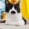 Profilbild von gogo