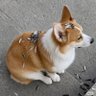 柯基聊美股's profile picture