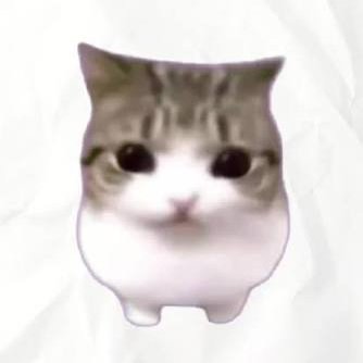 dailymeowpin's profile picture