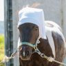Фото профиля エイシンフラッシュに尻を掻かれたい人