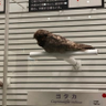 スクラップKT's profile picture