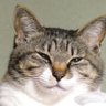 デコポン profil fotoğrafı