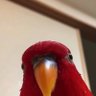 Фото профиля よしお🐔