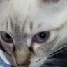 Profilbild von zaidepchimto