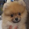 相互フォロー♡わんちゃん大好き's profile picture