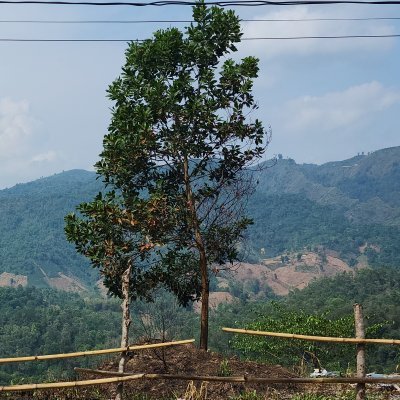 Tinniemvui's profile picture
