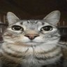 freehugsjp profil fotoğrafı