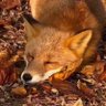 fox 的头像