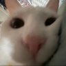 Profilbild von 奶油猫