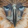 Profilbild von grub
