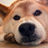 Profilbild von 柴犬のサスケ